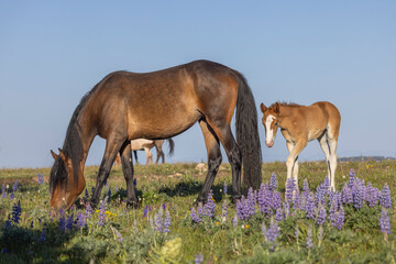 Wall Mural - Wild Horse Mare and Foal in the Pryor Mountains Montana in Summer