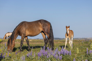 Wall Mural - Wild Horse Mare and Foal in the Pryor Mountains Montana in Summer