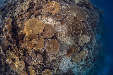 Wall Mural - Amazing corals underwater in blue ocean in Maldives.