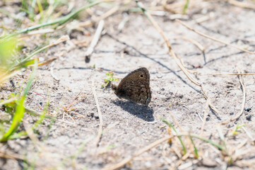 Wall Mural - A Small Wood Nymph Butterfly (Cercyonis oetus) Rests on the Ground in Wyoming