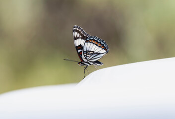 Wall Mural - Weidemeyer's Admiral Butterfly (Limenitis weidemeyerii) Perched on a White Surface in Wyoming