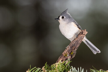 Wall Mural - Tufted Titmouse Perched Delicately on a Slender Branch