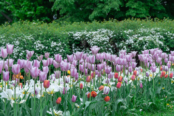 Wall Mural - Mix purple and white flowers tulips blossom in river embankment. Bulbous ornamental tulipa plants of liliaceae family grow on flowerbed. Floral petals bloom. Flower carpet from buds. Landscaping parks