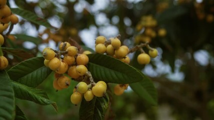 Wall Mural - Close-up image of ripe yellow loquat fruits on tree branches in an outdoor setting in puglia, southern italy, showing the detailed structure of the leaves and fruits.