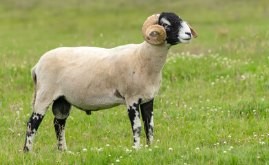 Wall Mural - a fine swaledale ram in summertime with two curly horns, facing right in lush green meadow. this bre