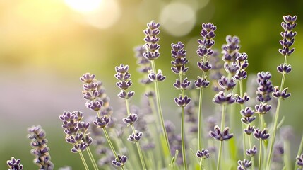 Canvas Print - lavender flowers in the garden