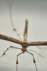 Wall Mural - Details of a Feather Moth on a white wall (Pterophoridae)