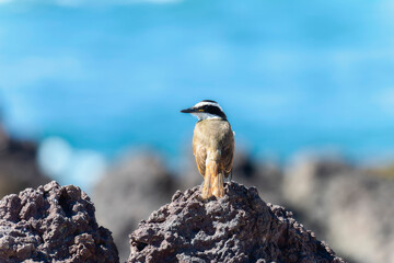 Great Kiskadee (Pitangus sulphuratus) Perched On Rocks In Mexico