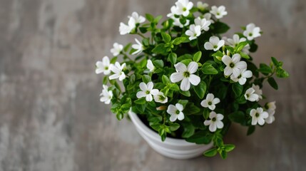 Canvas Print - Overhead look at white potted blossoming plant