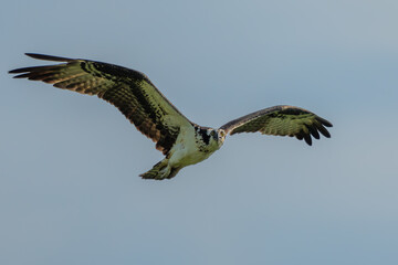 Wall Mural - osprey in flight