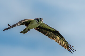 Wall Mural - osprey in flight