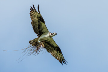 Wall Mural - osprey flying with claws filled with nesting material