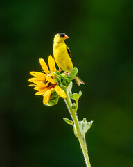 Wall Mural - goldfinch perched on a sunflower