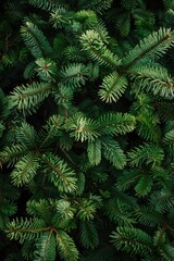 Pine Tree Close Up