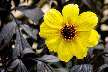 yellow flower