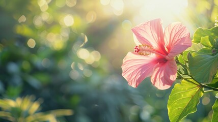 Wall Mural - Bright pink hibiscus flower in sunlight with green leaves and bokeh background