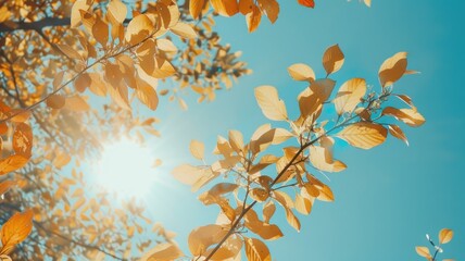 Wall Mural - sun shining through autumn leaves against blue sky