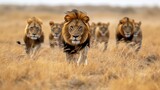 A powerful male lion strides ahead, leading a group of lions through the dry, sunlit grasslands, presenting grandeur and the essence of untamed African wildlife.