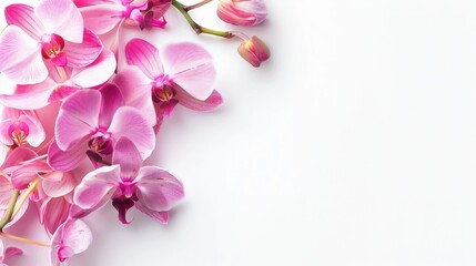 Wall Mural - Pink orchid close up on white background space for text