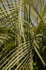 Wall Mural - Close-up view of palm leaves with sunlight filtering through, creating a natural pattern.