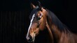 © Felix - A detailed and vibrant close-up photograph of a beautiful brown horse with a distinctive white stripe running down its forehead, captured in a serene moment against a dark background.