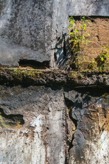 Ivy covered the walls of the old building.