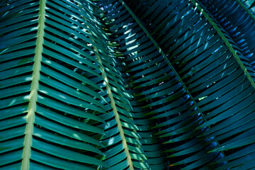 Wall Mural - abstract palm leaf textures on dark blue tone, natural green background.