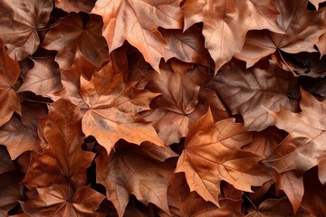 Brown detailed autumnal background of group of dried platanus leaves. Top view