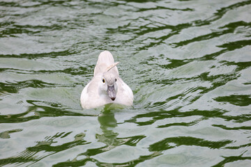 Wall Mural - The white call duck(anas platyrhynchos domesticus)in the garden