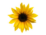 黄色いひまわりの花
