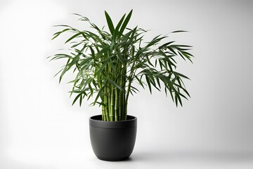 Bamboo palm plant in pot plain background, AI Generated