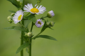 Close up of white daisy flowers growing in garden