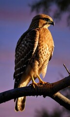 Sticker - Red-shouldered Hawk Perched on a Branch at Sunset.