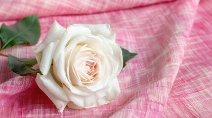 Poster - Pink linen background with white rose for greeting card with love theme