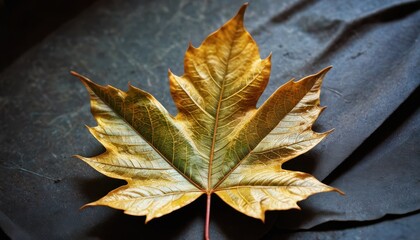 Sticker - Golden Autumn Leaf on Dark Background.