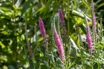 Wall Mural - Full frame macro abstract texture background of blooming spiked speedwell (veronica spicata) flowers in a summer garden