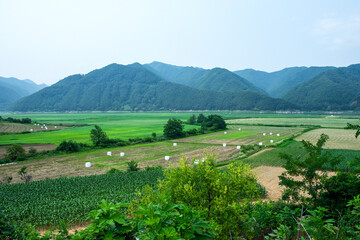 Wall Mural - The beautiful green field on summer.
