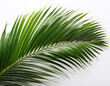© Ranta Images - Close-Up of Palm Fronds with Intricate Details on White Background