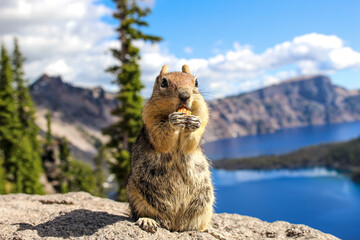 squirrel eating nuts in crater lake