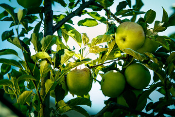 Wall Mural - green apples on the branch of the tree close-up on the background of the garden. Selective focus.