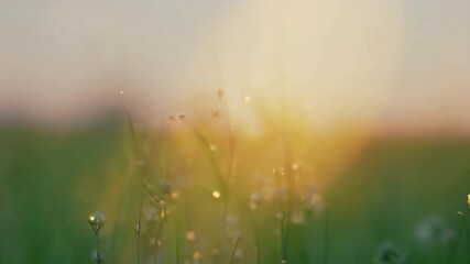 Wall Mural - grass field with dew bokeh at Sunrise background,generative ai