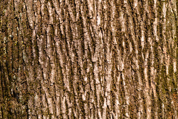 Norway maple bark detail