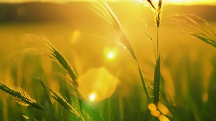 Wall Mural - grass field with dew bokeh at Sunrise background,generative ai