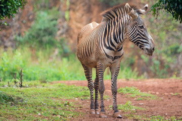 Zebra portrait in National Park