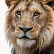 © Rady - Wild Lion Majestic Big cat Wilderness feline white background
