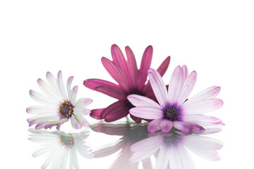 Wall Mural - Beautiful white and purple Osteospermum flowers on white background