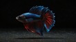 © M.Taufiq - photo of red and blue betta fish on black background made by AI generative