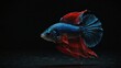 © M.Taufiq - photo of red and blue betta fish on black background made by AI generative
