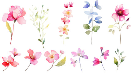 Wall Mural - set of watercolor wildflowers painting isolated on clear png background and transparent background. 