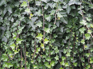 Poster - ivy plant background